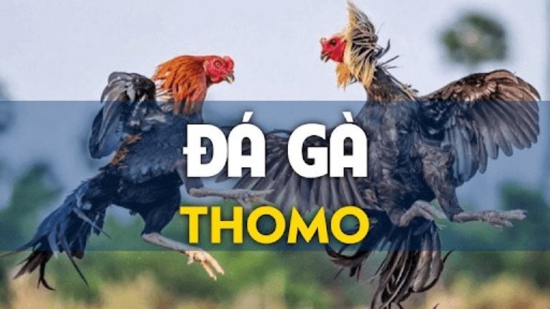 da ga thomo 67af00575bc87